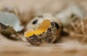 Cracked quail egg with brown spots and fresh bright yellow yolk on canvas fabric in soft focus
